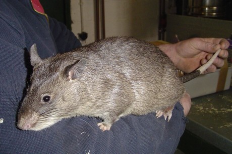 Cricetomys Gambianus